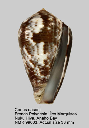 Conus easoni.jpg - Conus easoni (Petuch & Berschauer,2018)